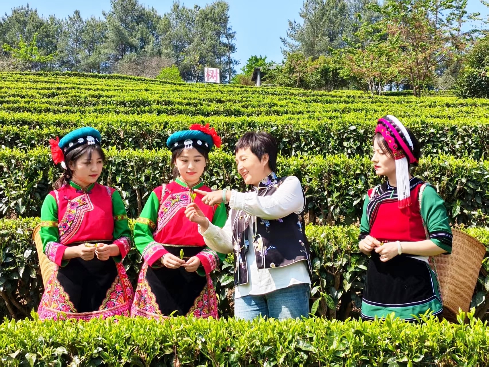 云南省云龍縣：高原特色農(nóng)業(yè)產(chǎn)業(yè) ??跑出鄉(xiāng)村振興“加速度”?